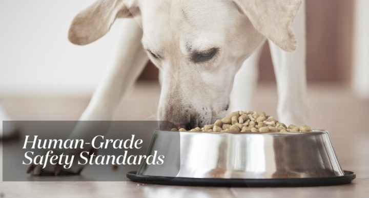 Dog eating from food bowl
